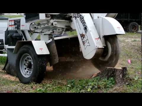 how to replant after stump grinding