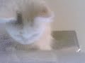 the cat who stare the computer