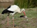 La petite cigogne La petite cigogne