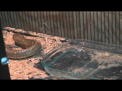 YouTube reptile video