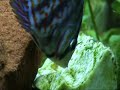 paletki-i-skalary.html