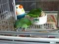 Paddy, Golden-wing, & Erin, Cobalt-winged Parakeets