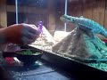 hungry dragon.AVI