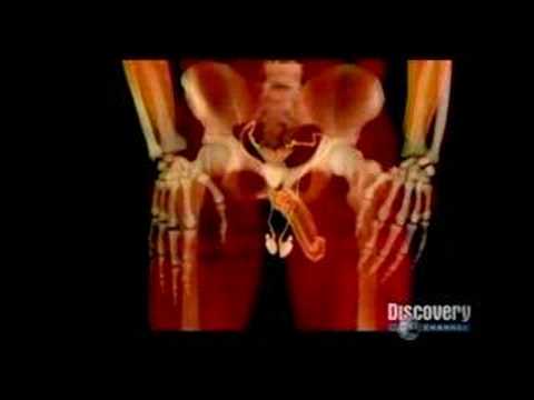 Human Reproductive System MRI Images