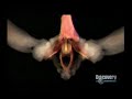 MRI images of human reproductive systemfrom the show 