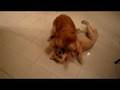 Dog fight in Shek O!!