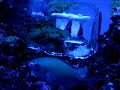 reef tank