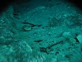 free-diving-into-a-cave-at-ginnie-springs-central-florida.html