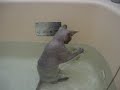 Sphynx kitten's bath time