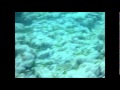 Snorkeling & UW Video St. Barths - YouTube