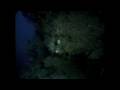 Richard Pyle: Exploring the reef's Twilight Zone