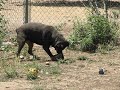 Jesse entertains herself