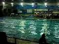 Finswimming-nuoto pinnato 4x50 bifins