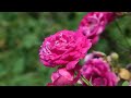 The roses of Klein-Karben