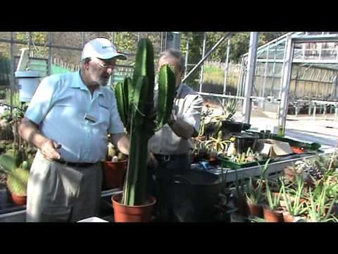 how to transplant euphorbia