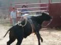 Wilfong Bucking Bulls Weanling Calves 2008 Wilfong Bucking Bulls Weanling Calves 2008
