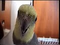 This cockatiel is very old. This could be why his voice is hoarse sometimes. He likes to see his reflection in things like brass light switch plates, so one has been hung from a wire by his cage. This video is an example of how he reacts in front of it. Quite a variety of sounds from such a small bird. From mourning to screeching to singing his heart out!(stereo audio recording)