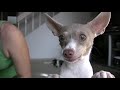 Dog training tip of the day- Fading a Lure (while teaching SPIN)