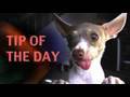 Dog training tip of the day- Fading a Lure (while teaching SPIN)