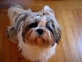 Shih Tzu grooming keep the hair please