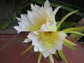 Cactus Flower