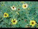 Spring Time In Texas, Wildflowers Spring Time In Texas, Wildflowers