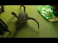 venom headcrab