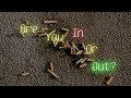 Are You In Or Out (Anim)
