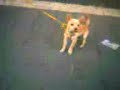 Cane Spilla