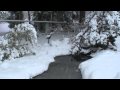 Snow storm and Siberian Husky