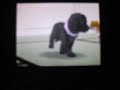 Finicky Doggies ( so cute though)