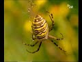 Spiders (Spinnen) - German Language / Deutsch - Doku Spiders (Spinnen) - German Language / Deutsch - Doku