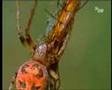 Spiders (Spinnen) - German Language / Deutsch - Doku