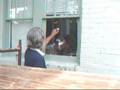 Cat Does Windows - The Movie