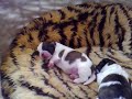 5 day old shih tzu puppies
