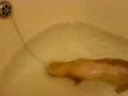 the ferret and the bathplug :D the ferret and the bathplug :D