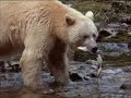 Kermode Bear Hunting Salmon Kermode Bear Hunting Salmon