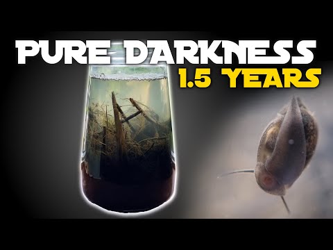Keeping Pond Life in COMPLETE DARKNESS for 1.5 YEARS