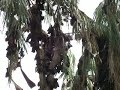 Fledermauese Fledermauese