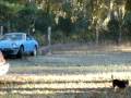 videos de 280zx turbo haveing fun