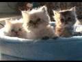 Please click on me to play my video!