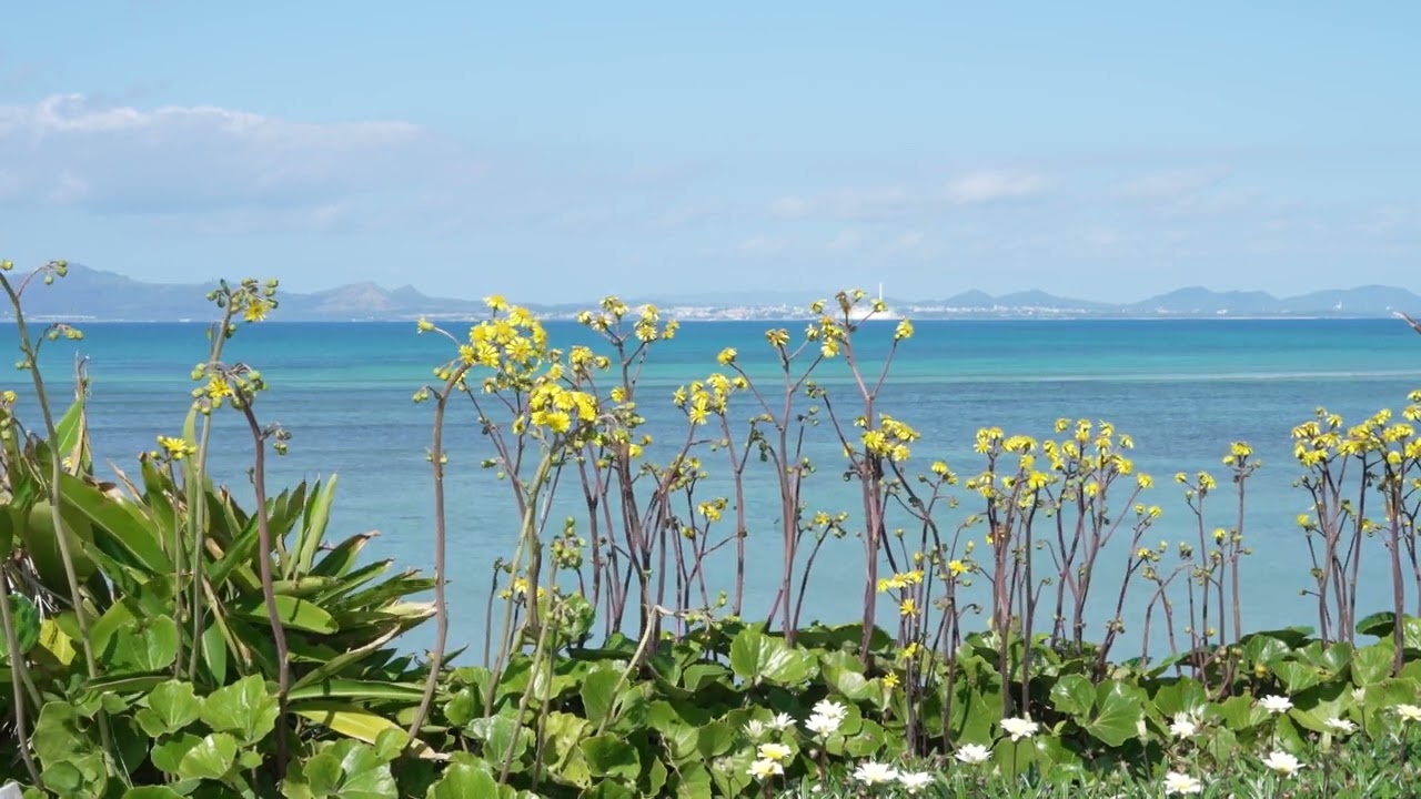 うるま市ガイドマップ「うるまいろ」 海中道路の花と海の画像