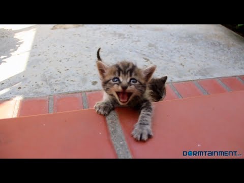 chat - What would a Jamaican kitty and a Red Neck kitty sound like if they could talk?