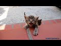 Cat Chat - @Dormtainment