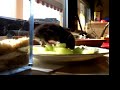 baby-mouse...