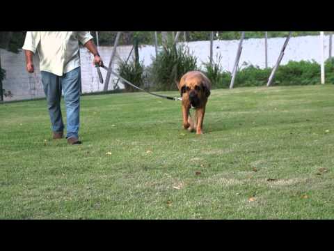 fila brasileiro
