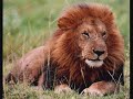 The Carnival Of The Animals: Royal March Of The Lion The Carnival Of The Animals: Royal March Of The Lion