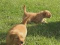Puppies Part Deux Puppies Part Deux