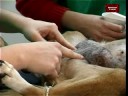 Extración de Mamas Parte i Nuestras Mascotas