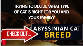 What type of cat is right for you? Check out the Abyssinian Cat Breed